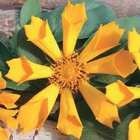 Coreopsis auriculata Zamfir