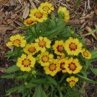 Coreopsis lanceolata Baby Sun