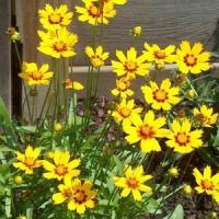 Coreopsis lanceolata Baby Sun
