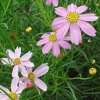 Coreopsis rosea 
