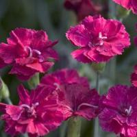 Dianthus Frosty Fire