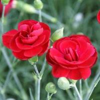 Dianthus Desmond
