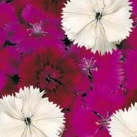Merlot Mix Dianthus