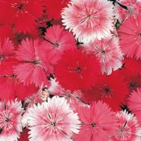 Tutti Frutti Mix Dianthus