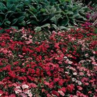 Tutti Frutti Mix Dianthus