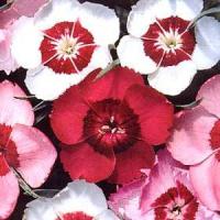 Dianthus alpinus Allwoodii