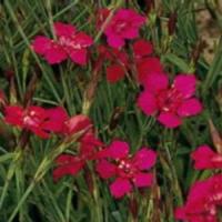 Dianthus deltoides Flashing Light