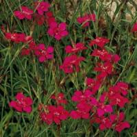 Dianthus deltoides Flashing Light