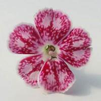 Dianthus gratianopolitanus Spotti