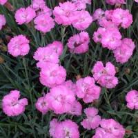 Dianthus gratianopolitanus Tiny Rubies