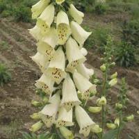 Digitalis ambigua 