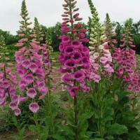 Digitalis mertonensis 