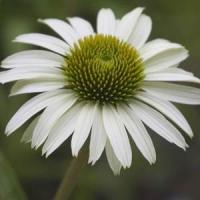 Echinacea purpurea Alba