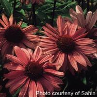 Echinacea purpurea Bravado
