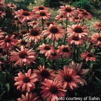 Echinacea purpurea Bravado