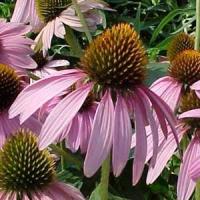 Echinacea purpurea Bright Star