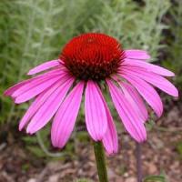 Echinacea purpurea Ruby Star