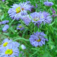 Erigeron Azure Fairy