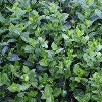 Euonymus Colorata