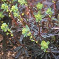 Euphorbia amygdaloides Purpurea