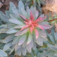 Euphorbia martinii 