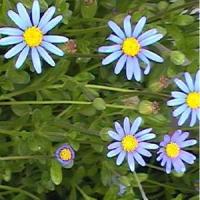 Blue Felicia
