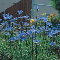 Blue Felicia