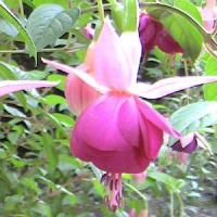 Lena Fuchsia