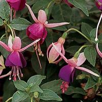 Lambada Fuchsia