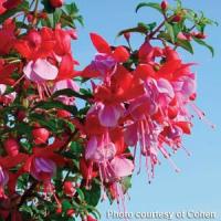 Samba Fuchsia