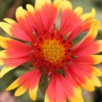Gaillardia Mandarin