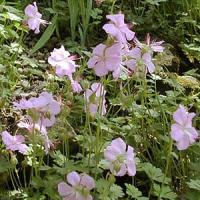 Geranium Dalmaticum