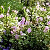 Geranium Dalmaticum