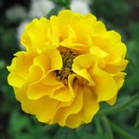 Geum Lady Stratheden