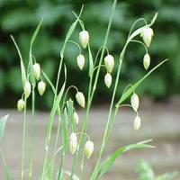 Grass Briza media Quaking Grass