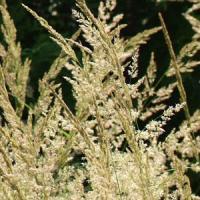 Grass Calamagrostis Karl Foerster