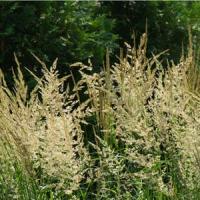 Grass Calamagrostis Karl Foerster