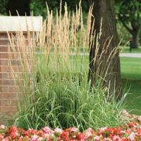 Grass Calamagrostis Karl Foerster