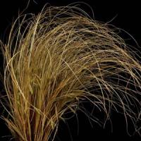 Grass Carex comans Bronze Form