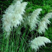Grass Cortaderia selloana White Pampas