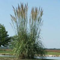 Grass Erianthus ravennae 