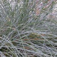 Grass Festuca glauca Ovina Blue