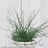 Grass Juncus effusus Unicorn