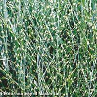 Grass Miscanthus sinensis Zebrinus