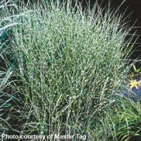 Grass Miscanthus sinensis Zebrinus