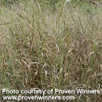 Grass Panicum Heavy Metal