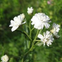 Achillea ptarmica The Pearl
