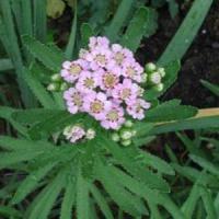 Achillea sibirica Love Parade