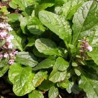 Ajuga reptans Purple Torch