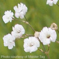 Gypsophila Snowflake